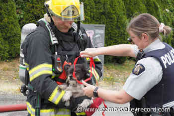 Two dogs rescued from house fire in Nanaimo - Comox Valley Record
