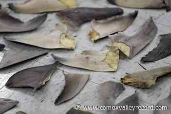 U.S. government targeting companies caught in lucrative shark fin trade - Comox Valley Record