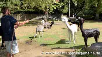 Augsburg: Selbst bei Hitze bleiben die Tiere im Augsburger Zoo cool | Augsburger Allgemeine - Augsburger Allgemeine