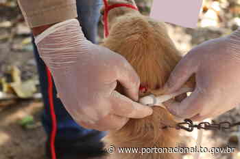 Saúde de Porto Nacional inicia encoleiramento contra Leishmaniose em cães com idade a partir de 3 meses - Prefeitura de Porto Nacional (.gov)