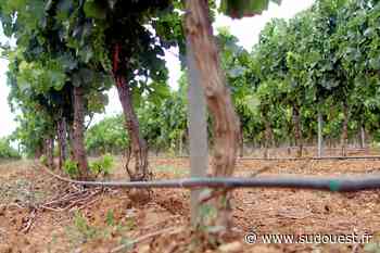 Irrigation des vignes : la filière cognac ne puisera pas une goutte dans les nappes phréatiques - Sud Ouest
