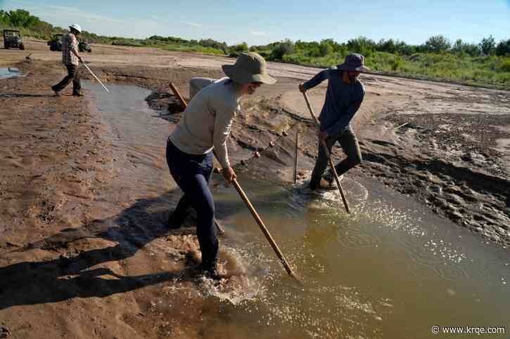 Crews work to save endangered fish in the Rio Grande