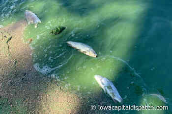 Herpes kills thousands of carp in Storm Lake - Iowa Capital Dispatch