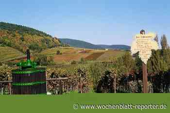 Weinlehrpfadführungen Edenkoben mit Umtrunk: Auch 2022 bieten die Gästeführer*innen Edenkoben die beliebten Weinlehrpfadführungen an - Edenkoben - Wochenblatt-Reporter