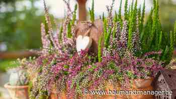 Heide für den Impulskauf - Gardengirls - baumarktmanager