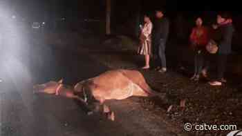 Cavalo morre ao ser atropelado na PR 488 em Santa Helena - Catve