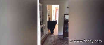 Bear breaks into Connecticut family’s kitchen — then returns the next day