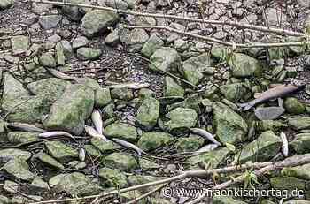Tote Fische an der Kronach zwischen Steinberg und Friesen - Fränkischer Tag