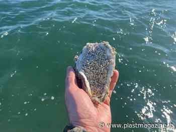 Biocompound: i compound che vengono dal mare, il progetto Circular Venice - Plastmagazine