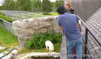 Cochrane Polar Bear Habitat offers private tours to attract tourists - CTV News Northern Ontario