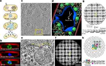 Architecture and self-assembly of the jumbo bacteriophage nuclear shell - Nature.com