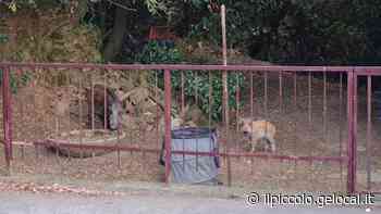 Trieste, il branco di cinghiali in via Bonomea - Il Piccolo
