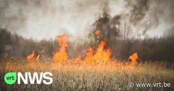 Politie start onderzoek naar bermbranden in Puurs-Sint-Amands: "Het gaat mogelijk om brandstichting" - VRT NWS