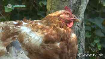Natuurhulpcentrum vangt 125 in beslaggenomen kippen op - TV Limburg