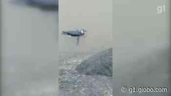 Pinguim com hipotermia é resgatado após boiar até praia de Bertioga; VÍDEO - g1.globo.com