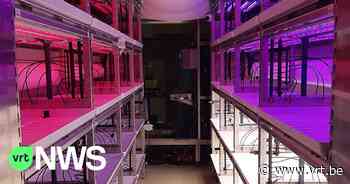 Bedrijf Urban Crop Solutions uit Waregem werkt samen met Saoedi-Arabië voor groente- en fruitteelt - VRT NWS