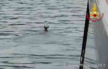 Germignaga, un capriolo “fa il bagno” nel Maggiore. Salvato dai vigili del fuoco - MALPENSA24 - malpensa24.it