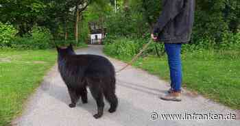 Tierheim Bamberg: Mitarbeiter machen "erschreckenden Fund" - "Falle für jeden Hund"