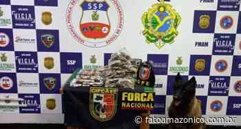 Mais de 8 quilos de drogas são apreendidos em Coari com auxílio de cão policial - Fato Amazônico