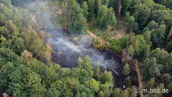 60 Helfer im Einsatz: Feuer fegt durch Wald bei Homburg - BILD
