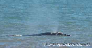 Show no mar: baleias-francas são avistadas em número recorde em Torres - Correio do Povo