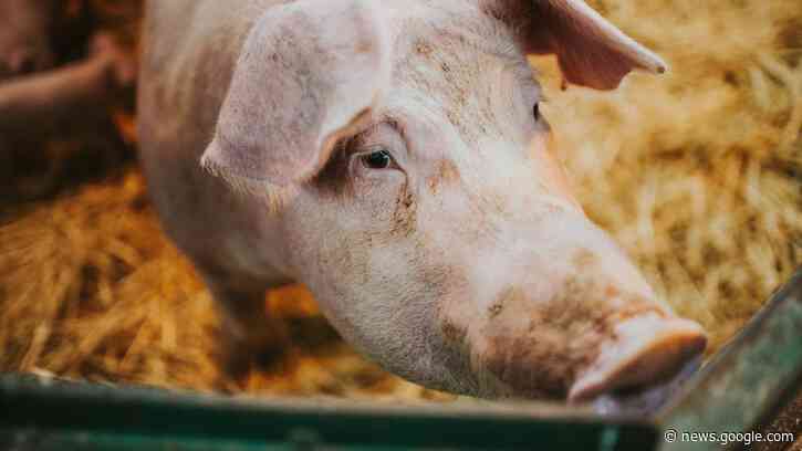 Scientists revived the cells of pigs an hour after death, a potential organ transplant breakthrough - Livescience.com