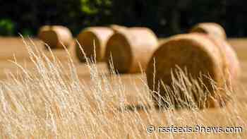 Father and son facing charges in $50,000 hay heist in Weld County