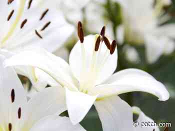 Concord Woman, 28, Accused In Fatal Walnut Creek DUI Crash - Patch