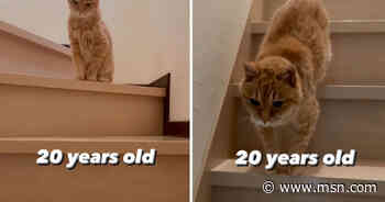 Vídeo fofo: gato de 20 anos desce escada com todo o cuidado e comove a internet - msnNOW