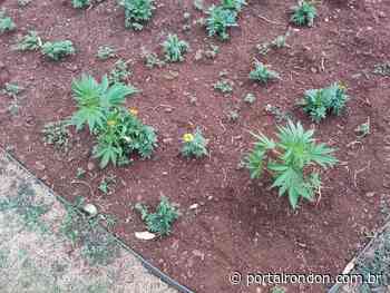 Pés de maconha são encontrados plantados em praça no Centro de Marialva - Portal Rondon