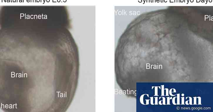 Scientists create world's first 'synthetic embryos' - The Guardian