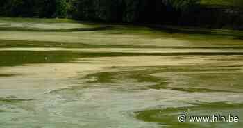 Blauwalgen vastgesteld in kanaal Dessel-Schoten | Dessel | hln.be - Het Laatste Nieuws