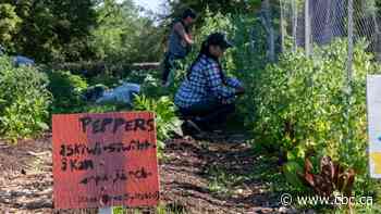 Saskatoon's Askîy Project teaches interns how to grow food in the city and share it with others