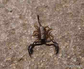 Saronno, scorpione a spasso per via Monti - ilSaronno