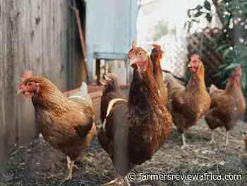 Local chicken feed could solve poultry challenges in Sierra Leone and boost maize production - Farmers Review Africa
