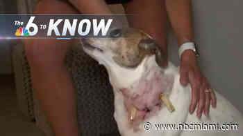 6 to Know: Pregnant Woman and Her Dog Attacked by Pit Bull in Fort Lauderdale