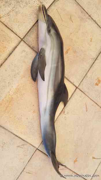 Le delphineau qui errait à Antibes ce week-end est mort - Nice matin