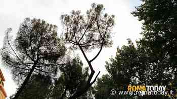 Emergenza pini, gli agronomi avvertono: la battaglia contro l'insetto alieno deve proseguire anche in estate