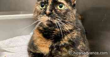 Amherst County pet of the week | Lifestyles | newsadvance.com - Lynchburg News and Advance