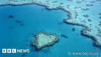 Great Barrier Reef sees record coral cover, but it is highly vulnerable