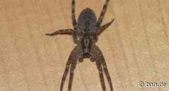 Wie nachts in Pforzheim erstmals eine Nosferatu-Spinne entdeckt wurde - BNN - Badische Neueste Nachrichten