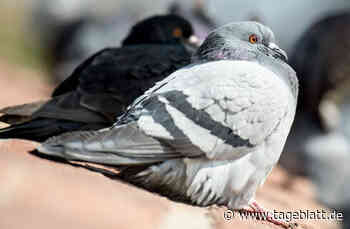 Kampf gegen Stadttauben: Niedersachsen fördert Bau von Taubenschlägen - Alle Artikel - Tageblatt-online