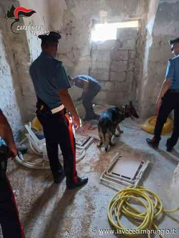 La Compagnia di Manduria dei Carabinieri ha eseguito un servizio straordinario di controllo del territorio nel Comune di Pulsano, rinvenute armi e droga • La Voce di Maruggio - La Voce di Maruggio