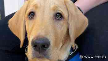More volunteers needed in Calgary to home and train guide dog puppies