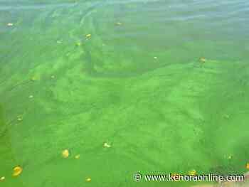 NWHU starts Blue-Green algae tests at Ghost Lake - KenoraOnline.com