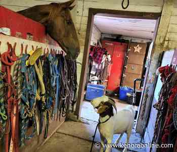 GoFundMe created for Goaty, NWO's travelling goat - KenoraOnline.com