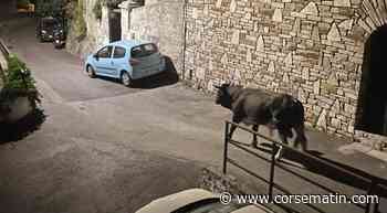 Divagation animale : un taureau débarque dans un quartier de Bastia, les autorités ruminent - Corse-Matin