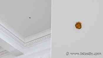 Costliest Pickle Ever? Australian Artist Matthew Griffin Charges Whopping Rs 4.9 Lakh For McDonald's - LatestLY