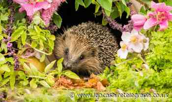 Great Harwood 'hedgehog highway' estate gets green light