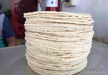 Precio del kilo de tortilla en Playa del Carmen sube a 24 pesos - sipse.com